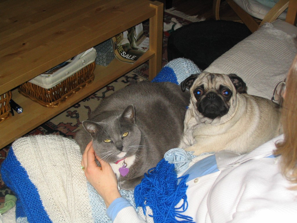 Our pug is smaller than our cat.