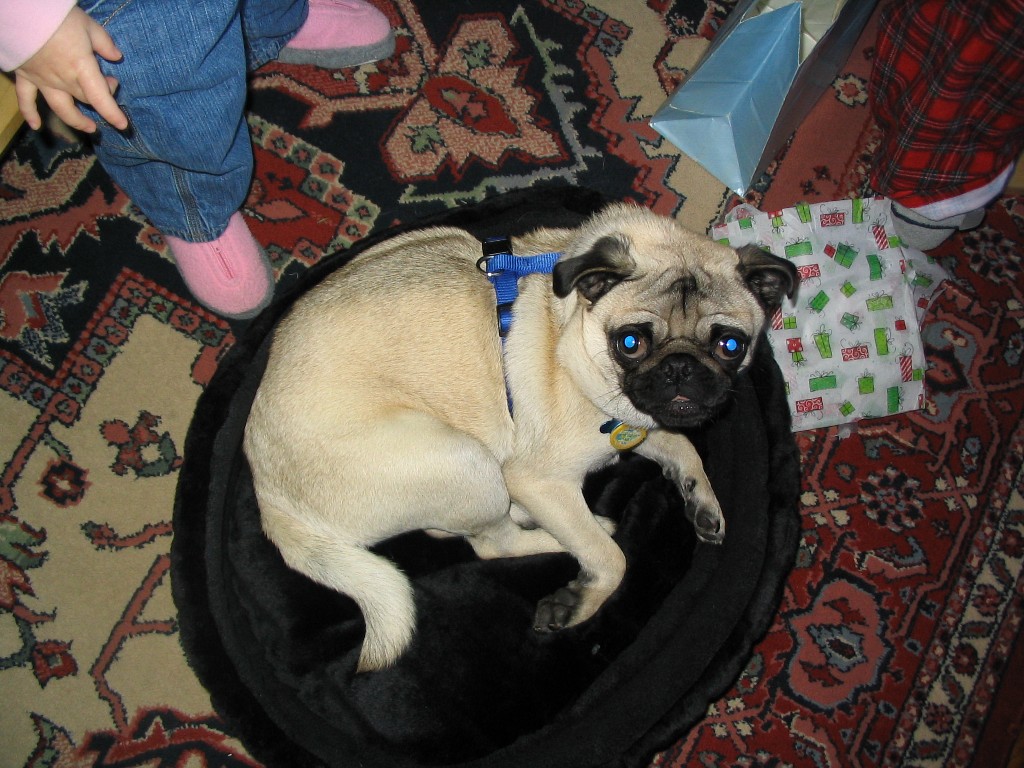 Chilling in the living room with our pug