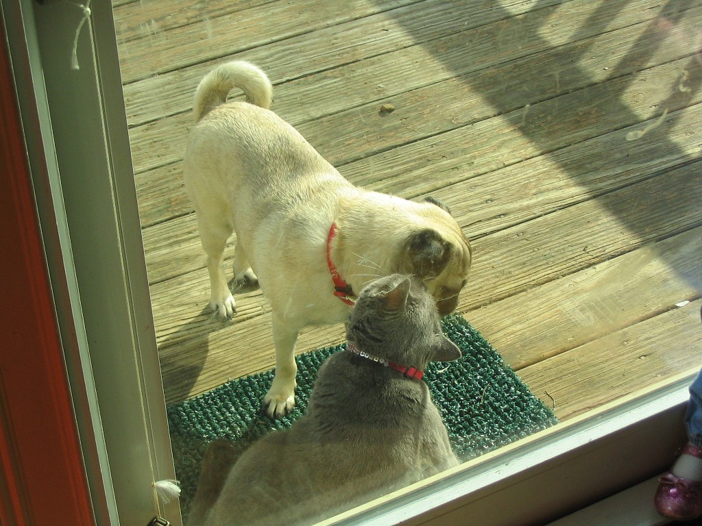 Our cat likes to kiss our pug.