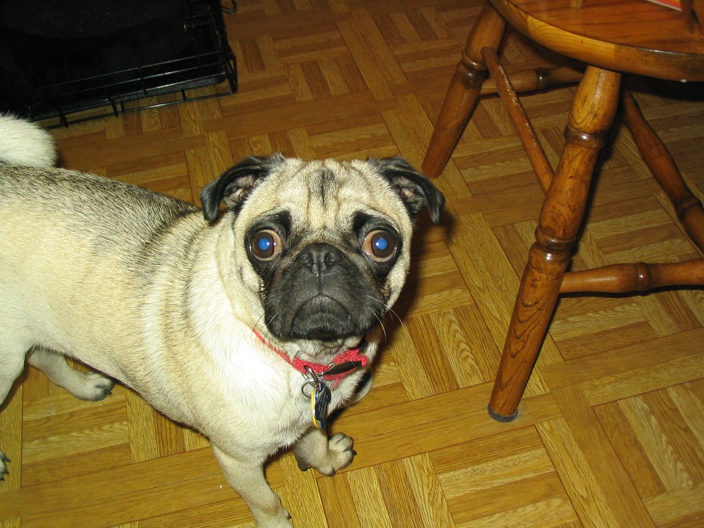 Pugs are always hungry.