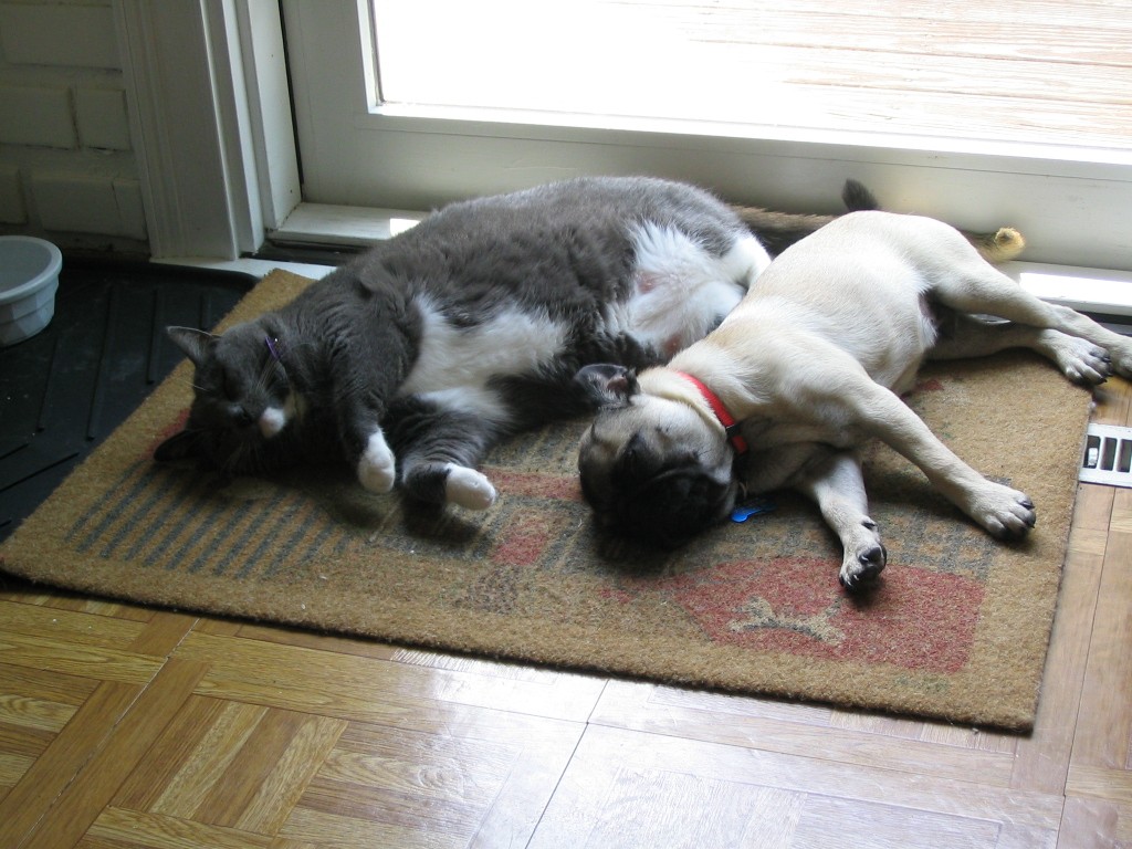 Our cat loves to be near our pug.