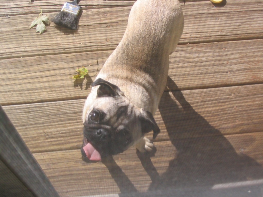 I looked out the door and saw this pug looking in.