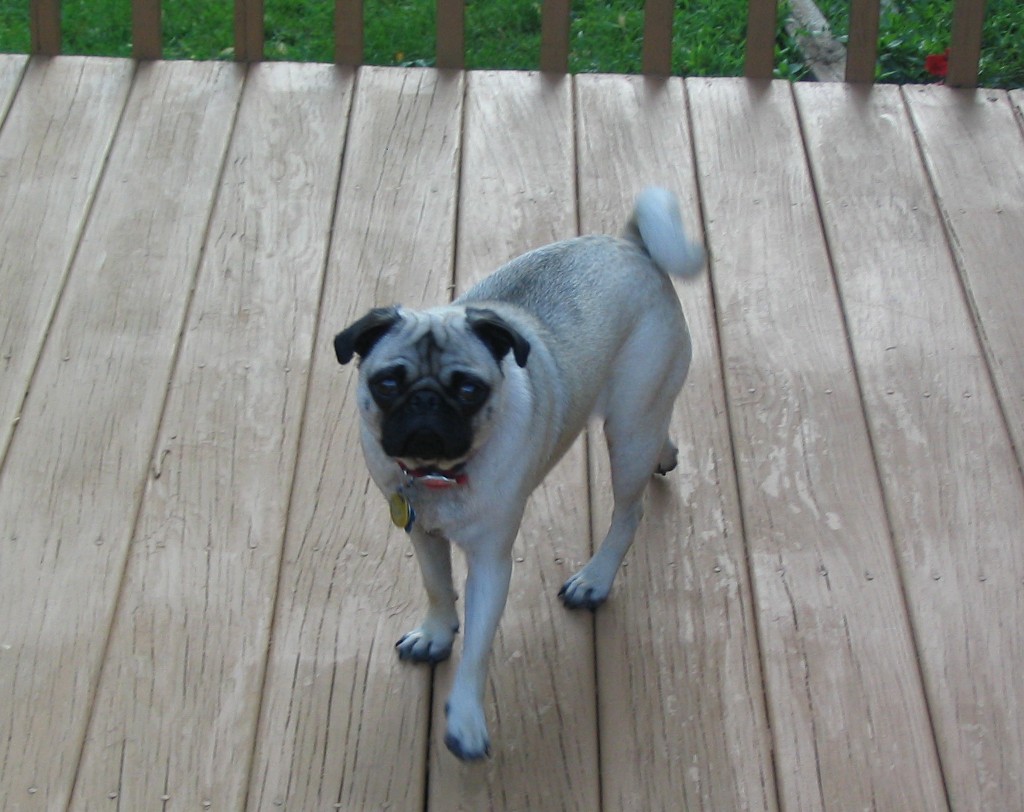 Pugs like to pose for photographs.