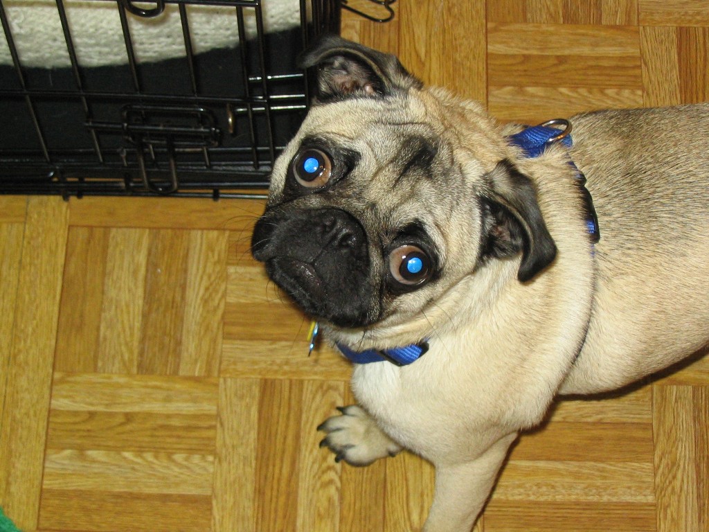 When not looking for food our pug sleeps in his crate.