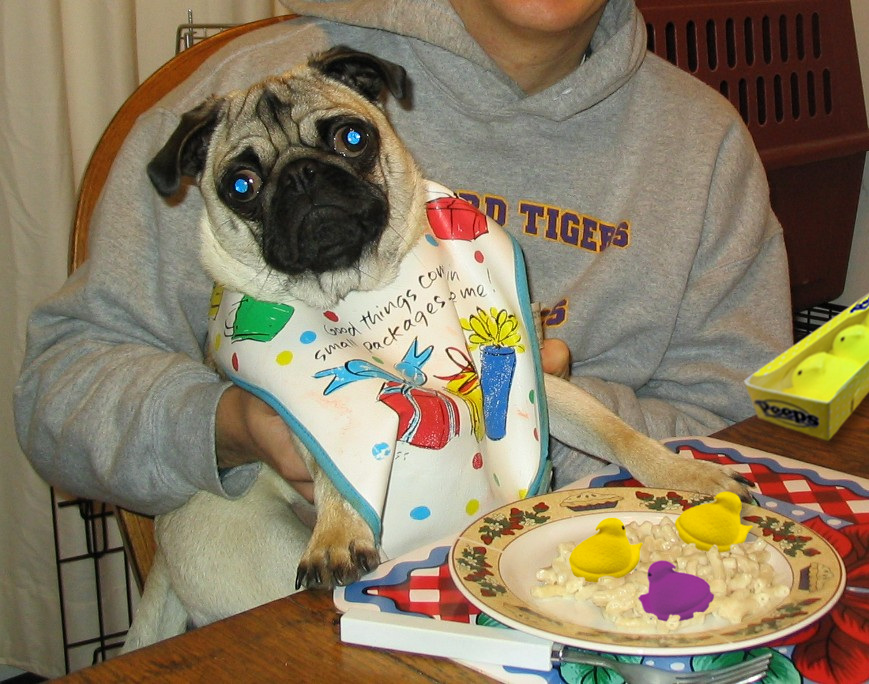 Our pug likes to eat with us at the table.