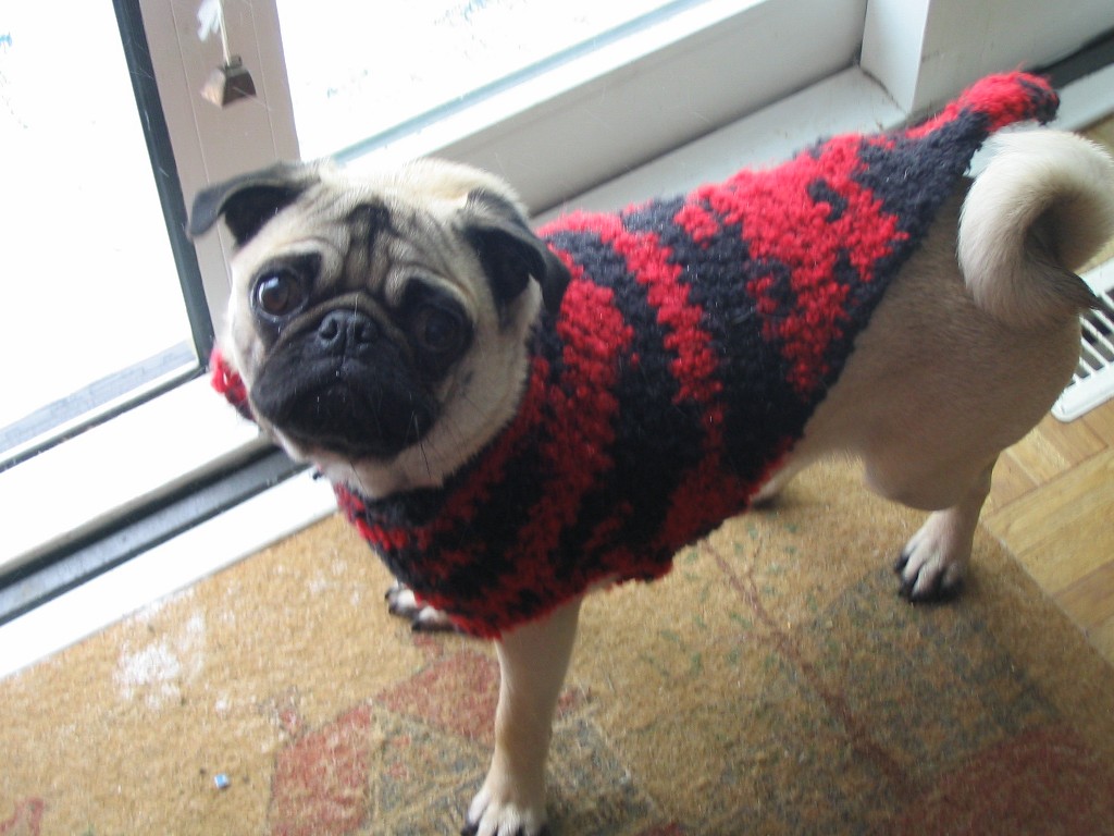 Our dog likes to wear his sweater in winter.