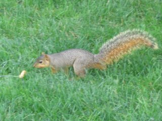 Squirrel Fishing