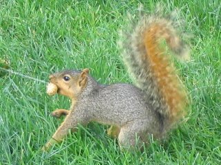 Squirrel Fishing