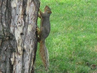 Squirrel Fishing