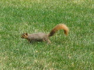 Squirrel Fishing