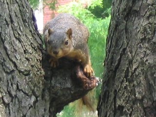 Squirrel Fishing